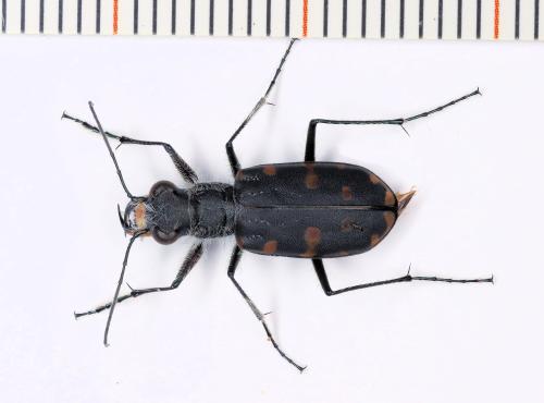 Réf. 343 329 : Calomera littoralis